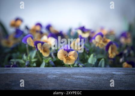 Bunte Blumen in der Abendsonne Stockfoto