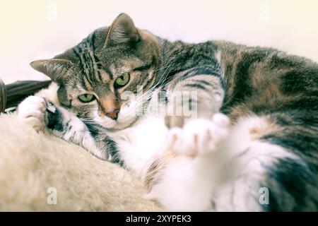 Eine fette Katze, die auf kuscheligen Lammfell liegt Stockfoto