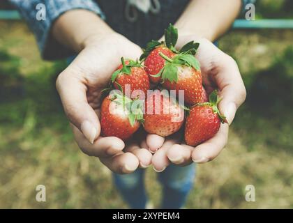 Nahaufnahme Frau, die frische Erdbeeren in Händen hält Vintage-Ton Stockfoto