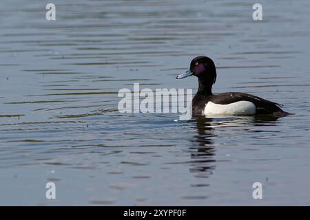 Getuftete Ente auf dem Teich Stockfoto