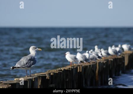 Europäische Heringsmöwe (Larus argentatus) und Schwarzkopfmöwen (Larus ridibundus) sitzen auf einer hölzernen Groyne am Ostseestrand in Zingst Stockfoto