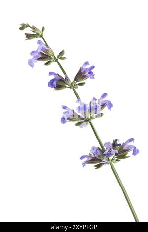 Salbei (Salvia officinalis), blühende Pflanze, künstlerische Nahaufnahme von violetten Blüten., isoliert auf weiß Stockfoto