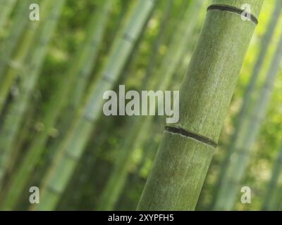 Nahaufnahme von grünem Bambusstamm über Bambuswald Hintergrund. Arashiyama, Kyoto, Japan, Asien Stockfoto