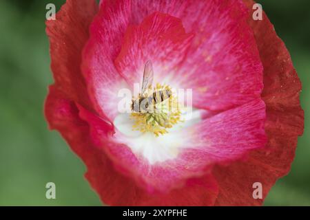 Rot () mit (Episyrphus balteatus), Emsland, Niedersachsen, Deutschland, Europa Stockfoto