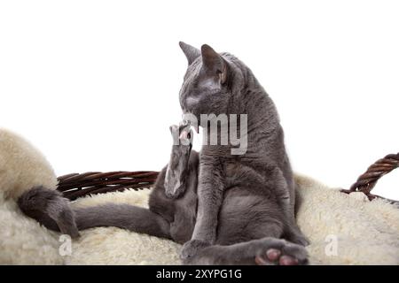 Elegante russische blaue Stammkatze auf Lammfell Stockfoto