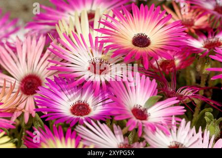 Mittagsblumen Stockfoto