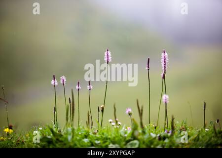 Alpine Wiese mit Bleichwurz und Kr Stockfoto