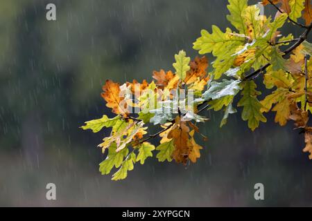 Eichenlaub im Herbst Stockfoto