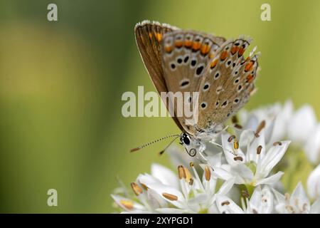 Blaues Blau Stockfoto