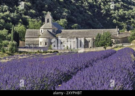 Abbey Notre-Dame de Senanque, Kloster Senanque, nahe Gordes, vor einem Lavendelfeld, Provence, Provence-Alpes-Cote d'Azur, Südfrankreich, Fr. Stockfoto