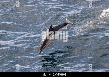 Gemeiner Delfin (Delphinus delphis), der aus dem Wasser in der Biskaya springt Stockfoto