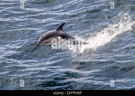 Gemeiner Delfin (Delphinus delphis), der aus dem Wasser in der Biskaya springt Stockfoto