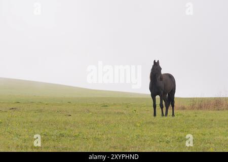 Ein Pferd grast auf einem grünen Feld vor einem Hintergrund niedriger Wolken und Nebel Stockfoto