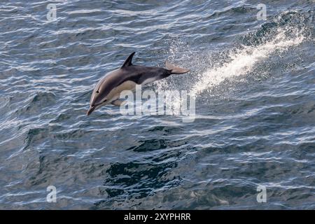 Gemeiner Delfin (Delphinus delphis), der aus dem Wasser in der Biskaya springt Stockfoto