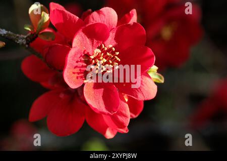 Japanische Zierquittenblüte Stockfoto