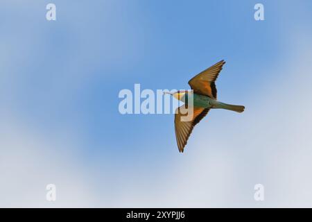 Fliegende Bienenfresser Stockfoto