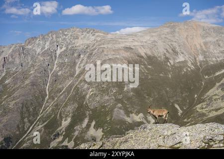 Gehörnte Ziege männlich alpines (Capra Steinbock) auf den hohen Felsen in den Dombay Bergen. Nordkaukasus. Russland Stockfoto