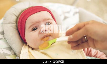 Mutter füttert ein hungriges, fünfmonatiges, lustiges Baby mit festem Essen. Beagle-Hund sieht neugierig zu Stockfoto