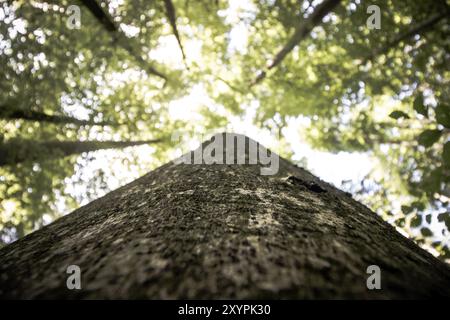 Blick von unten auf beeindruckende Fichtenbäume im Wald. Frühlingszeit Stockfoto