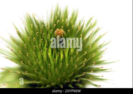 Klettendistel vor weißem Hintergrund Stockfoto