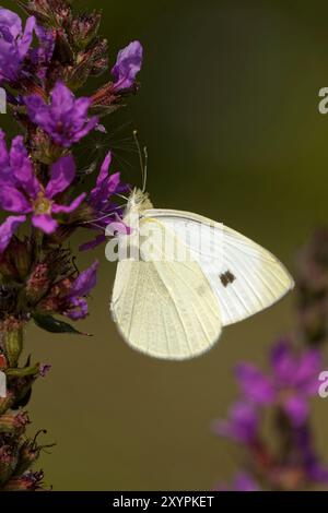 Kleiner Kohl weißer Schmetterling auf lila Loosestrife Stockfoto