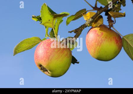 2 Aepfel am Baum, Apfelbaum Stockfoto