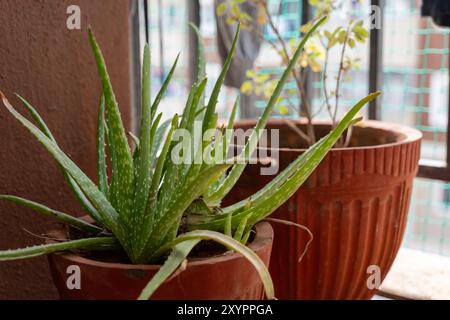 Lebendige Aloe Vera Pflanze blüht in einem Terrakotta Topf auf einem sonnigen Balkon. Stockfoto