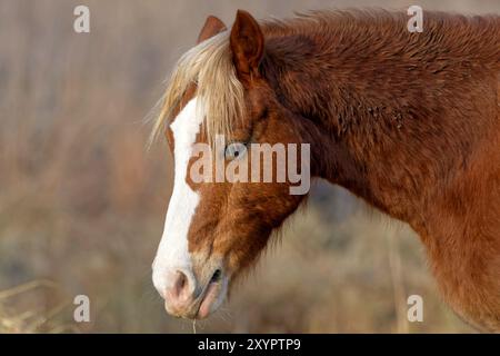 Irish cob Stockfoto