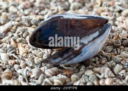 Blaue Muschel in einem Schneckenbett Stockfoto