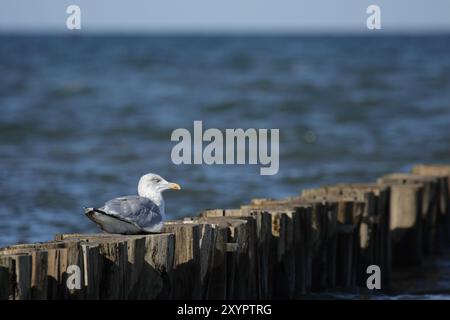 Eine europäische Heringsmöwe (Larus argentatus), die auf einem Holzsteg am Strand der Ostsee in Zingst sitzt. Eine europäische Heringsmöwe (Larus argentat Stockfoto