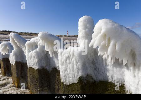 Eiskiefer mit Leuchtturm im Hintergrund, Sylt, Schleswig-Holstein Stockfoto