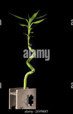 Ökologie Konzept Bild mit bambusstiel in Holz- Vase auf schwarzem Hintergrund Stockfoto