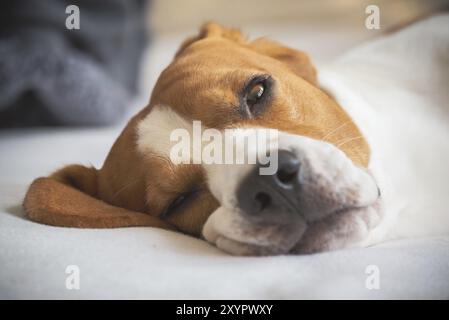 Beagle Hund müde auf der Couch liegen und Ausruhen. Closeup Portrait Stockfoto