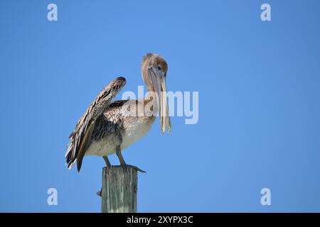 Ein junger brauner Pelikan sitzt auf einem Holzpfahl, die Flügel sind hoch und der Schnabel ist offen, während er das Wasser für seine nächste Mahlzeit genau beobachtet. Stockfoto