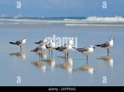 Möwen stehen im Sumpf, nach rechts gerichtet, ihre Reflexionen im nassen Sand, wenn das Meer auf den Horizont trifft und Wellen an der Küste abstürzen. Stockfoto