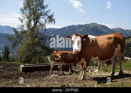 Kühe auf der Alm im Sommer in den österreichischen Alpen Stockfoto