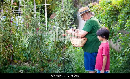 Ein Großvater und sein Enkel pflücken Tomaten aus einem Obstgarten in einem Korb. Stockfoto