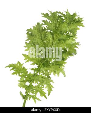 Grünes Mizuna-Blatt, japanische Senfsorte Wasabi. Nahaufnahme isoliert auf weiß. (Brassica) rapa var. Niposinica Stockfoto