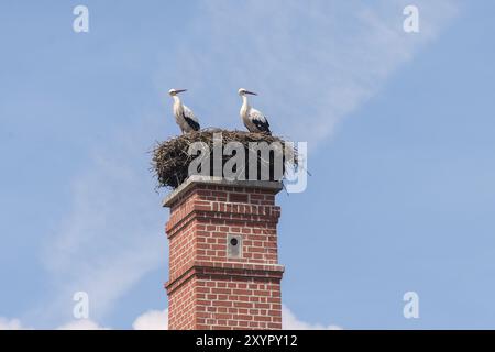 Zwei Weißstörche stehen im horst auf einem Kamin, Bad Rodach, Coburger Land, Oberfranken, Franken, Bayern, Deutschland, Europa Stockfoto