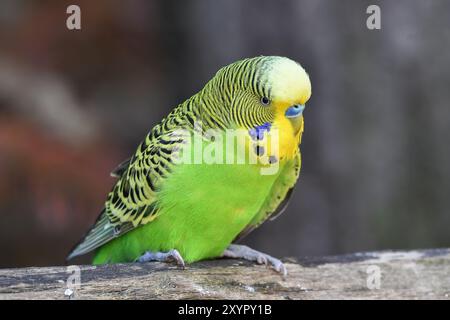 Wilder grüner Budgie (Melopsittacus undulatus), männlich, sitzend auf einem Ast, Herkunft Australien, Gefangenschaft, Deutschland, Europa Stockfoto