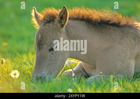 Das dun Fohlen ruht entspannt in der Abendsonne, Merfelder Bruch, Duelmen, Nordrhein-Westfalen, Deutschland, Europa Stockfoto