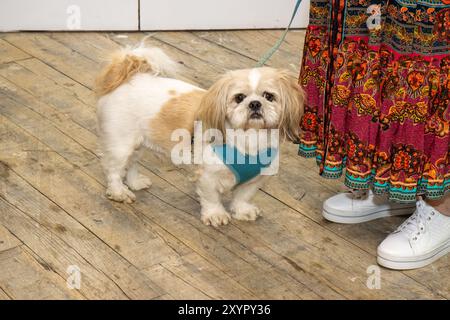 Ein extrem süßer Shih Tzu Hund, der am Futter einer Frau steht, die Turnschuhe und ein Kleid trägt Stockfoto