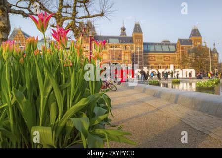 Amsterdam, Niederlande, 31. März 2016: Bunte Tulpenblüten und defokussiertes Rijksmuseum und Schreiben, I amsterdam, Museumplein, Holland Stockfoto