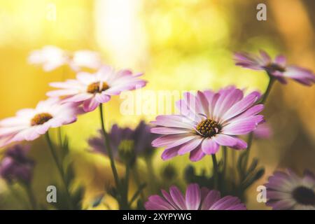 Nahaufnahme einer schönen Frühlingsblüte, Gerbera Stockfoto