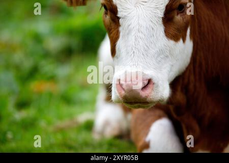 Kühe auf der Alm im Sommer in den österreichischen Alpen Stockfoto