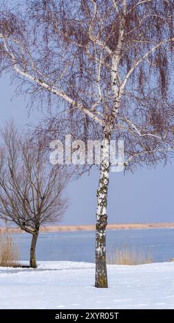 Winter Birke Stockfoto