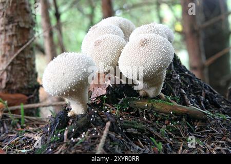 Flaschenstaub Stockfoto
