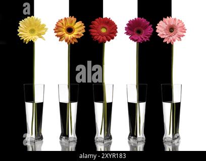 Palette von fünf bunten Gerbera Daisies auf abstraktem schwarzweißem Hintergrund künstlerisches Stillleben Stockfoto