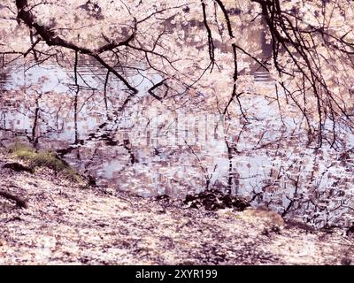 Blühenden Kirschbäume Äste berühren Wasser im Shinjuku Gyōen National Garden in Tokio Japan Stockfoto