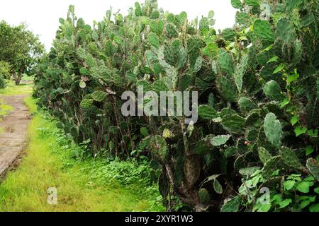 Ein beschaulicher Pfad führt durch ein weitläufiges Kakteen-Feld und hebt die natürliche Schönheit der Wüstenlandschaft hervor Stockfoto